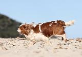 CAVALIER KING CHARLES 271